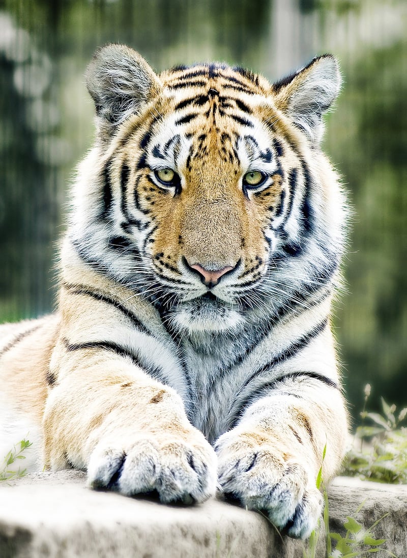Tiger in Ranthambore National Park